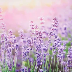 Merk Tuindecoratie^Garden Collection Tuindoek