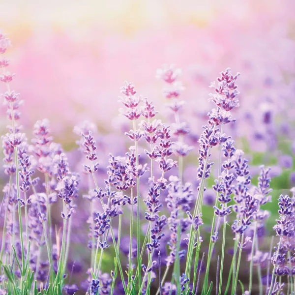 Merk Tuindecoratie^Garden Collection Tuindoek