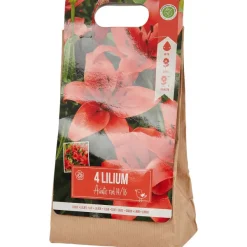 Green Boots Zaaien & Planten^Lelie Bloembollen