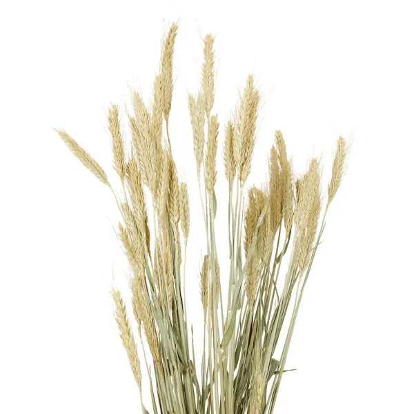 Merk Kunstplanten & -Bloemen^Nederlandse Droog Kunstbloemen